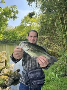 Largemouth Bass