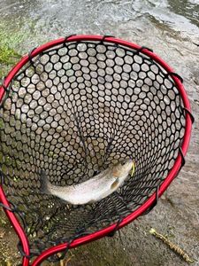 Rainbow Trout
