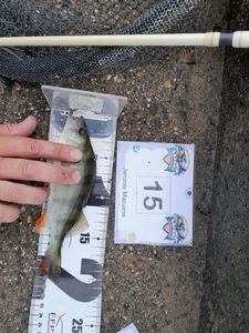 European Perch