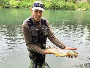 Brown Trout