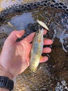 Brown Trout