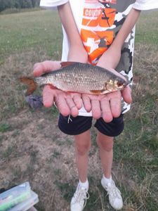 Roach