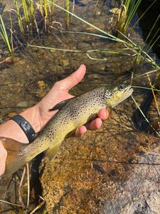 Brown Trout