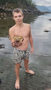 Brown Crab