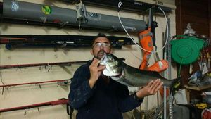 European Bass (Seabass)