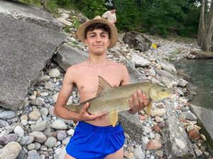 Barbel