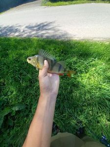 European Perch