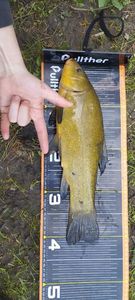 Tench