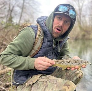 Brown Trout