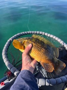 Ballan Wrasse