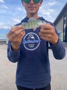 Yellow Perch