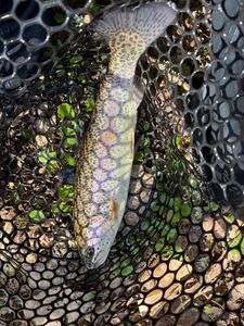 Rainbow Trout