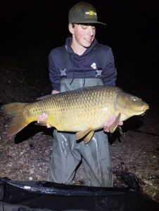 Common Carp