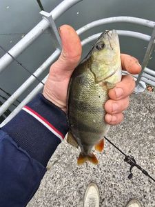 European Perch