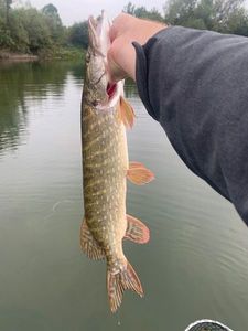 Northern Pike