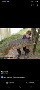 Common Carp