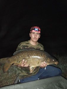 Common Carp