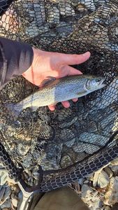 Rainbow Trout