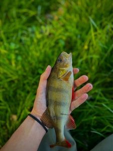 European Perch