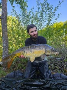 Mirror Carp