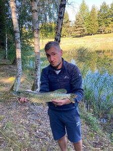 Northern Pike