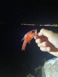 Cardinal Fish