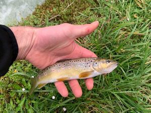 Brown Trout