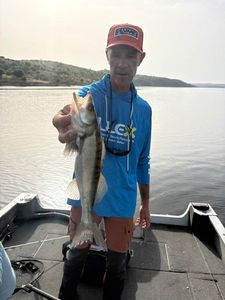 Zander