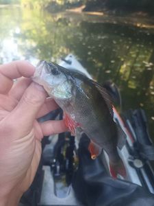 European Perch