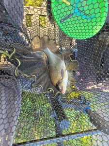 Common Bream