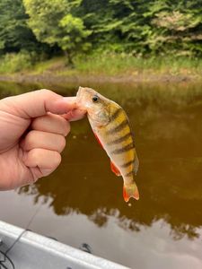 European Perch