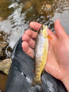 Brown Trout