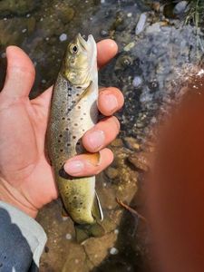 Brown Trout