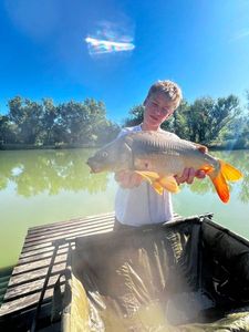 Mirror Carp