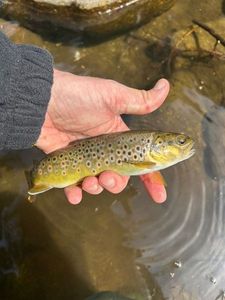Brown Trout