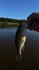 Largemouth Bass