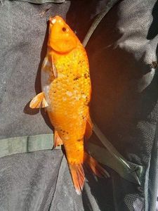 Koï Fish