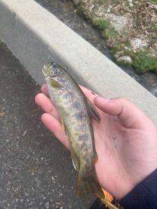 Brown Trout