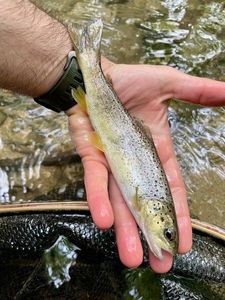 Brown Trout