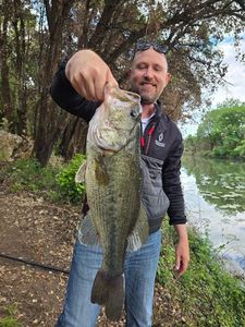 Largemouth Bass