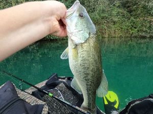 Smallmouth Bass