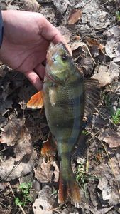 European Perch