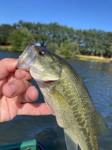 Largemouth Bass