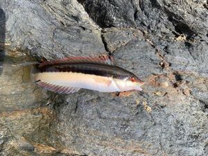 Mediterranean Rainbow Wrasse