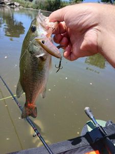 Largemouth Bass