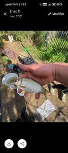 Crucian Carp
