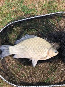 Crucian Carp