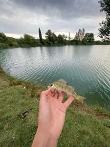 European Perch