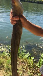 European Eel (Common Eel)
