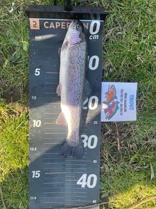 Rainbow Trout